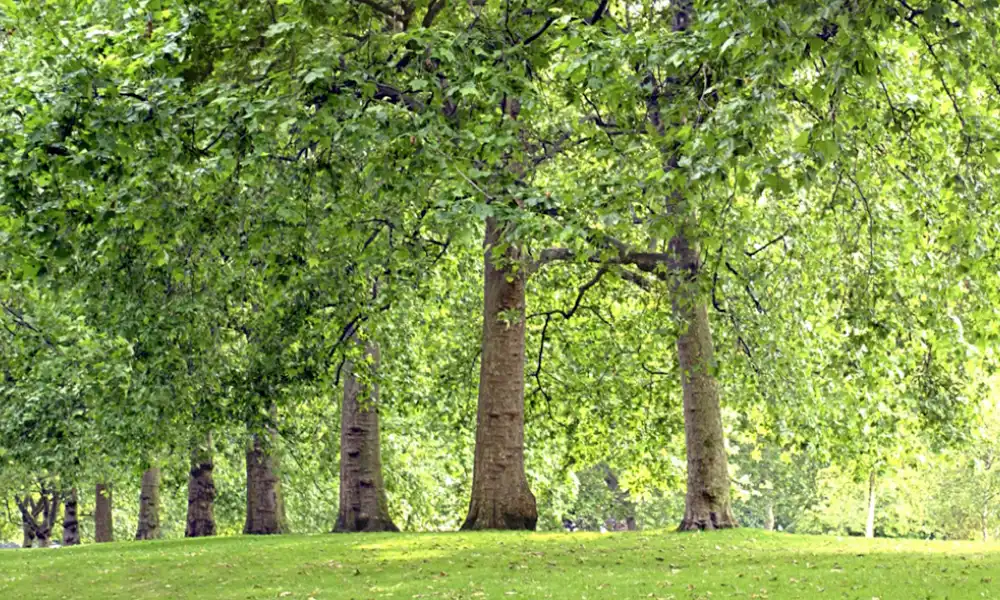 Lush green park with large trees and vibrant grass under a dense leafy canopy
